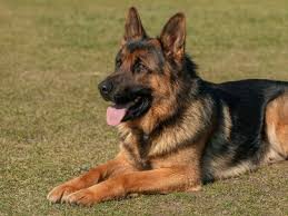 ♥ follow lisa & the dogs @my_germanshepherds #germanshepherds#. 7 Facts About The German Shepherd Animalso