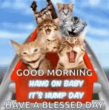 wednesday blessings funny cats hump day