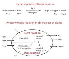 knowledge mechanism of photosynthesis