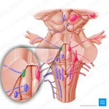 trigeminal nerve cn v anatomy