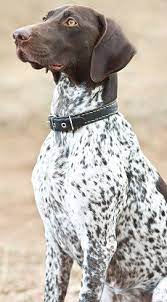 german shorthaired pointers what s