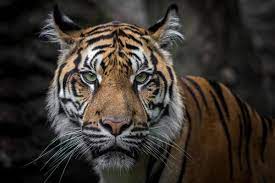 tiger stock photos images and