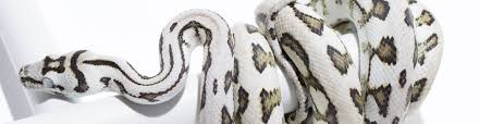 axanthic carpet pythons morelia spilota