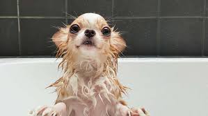 dog baths why your dog s getting