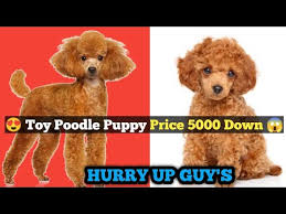 poodle puppy poodle dog in