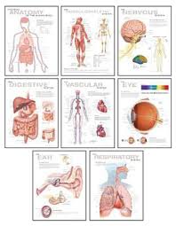 Human Anatomy Chart Pack Wall Chart Buy Human Anatomy