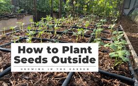 How To Plant Seeds Outside Growing In