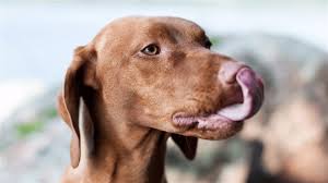 dogs smack their lips when petted