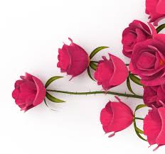 love roses represents pion romance
