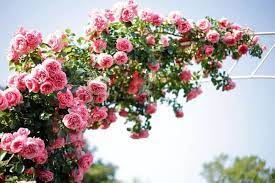 How To Grow Climbing Roses On An Arch
