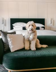 hotels roll out the red carpet for pets