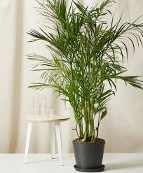 How To Grow And Care For Bamboo Palms