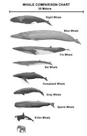 Different Types Of Whales Whale Ocean Creatures Water