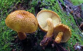 ツノシメジ (Leucopholiota decorosa) - Picture Mushroom