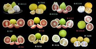 柚子圖鑑】文旦、白柚、紅柚、蜜柚、西施柚怎麼分？台灣柚子可以做柚子拉麵嗎？ | 上下游