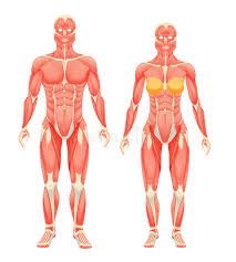 Human Anatomy Muscle System Female Stock Illustration