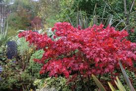 Planting Shrubs And Trees In Autumn
