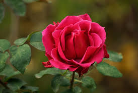 hd desktop wallpaper flower rose