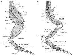 Find the perfect frog leg stock illustrations from getty images. Frog Leg Leg Anatomy Anatomy Reference Body Sketches