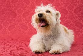 There are so many animals living in shelters and foster homes in indiana. Schnoodle Rescue Lovetoknow