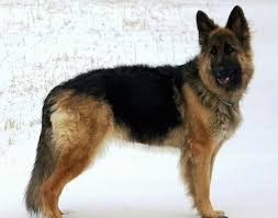 King Shepherd Dog Breed Information And Pictures