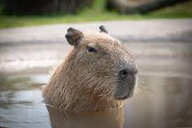Columbus Zoo and Aquarium - Capybaras (the world's largest rodent) can  weigh up to 80 pounds (females) and 150 pounds (males). Male capybaras,  Delta, River, and Marsh, can be found in Jack