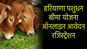 Haryana Pashudhan Bima Yojana : पशु की कीमत का पूरा पैसा मिलेंगा,