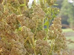 Quinoa Wikipedia