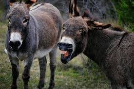 funny donkey images browse 25 381