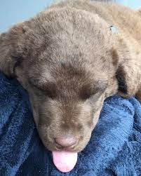 The chesapeake bay retriever has been known to retrieve hundreds of birds in a single day in frigid waters. Green Mountain Chesapeake Kennels Home