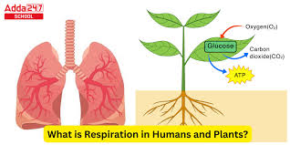 What Is Respiration In Humans And Plants