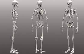 Rangka tubuh itu sendiri terbagi atas sebanyak 3 (tiga) bagian, yakni tengkorak. Sistem Rangka Manusia Fungsi Contoh Dan Cara Kerjanya