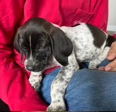 The german shorthaired pointer is an active, gentle, & affectionate dog breed that is a great fit for families. Found Dog Brown And White Pointer Puppy In Cameron Updated Info Below Pets Thepilot Com