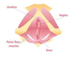 pelvic floor health urinary