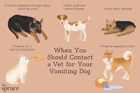 dog vomiting what to do when your pup
