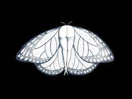 Butt-erfly Dotwork Print Entomology Fans Pointillism - Etsy