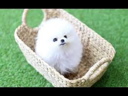 He is a blue merle color. Teacup Pomeranian For Sale Near Me Cheap Online