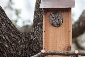 Habitat Project Eastern Screech Owl Boxes
