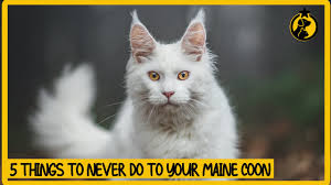 maine adoption an affordable