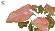 Image result for Syngonium Pink