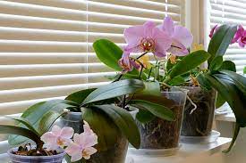 7 best orchid pots containers