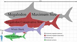 Size Comparison Chart For Megalodon Megalodon Facts For