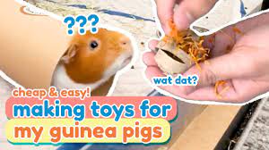 easy diy guinea pig toys guineadad