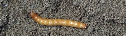 What does a wireworm look like?