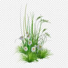 Hình ảnh hoa cây cỏ dại - PNG