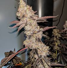 Below you can find a list of available breeders of wedding cake seeds to help identify which. Wedding Cake X Gelato 33 By Seed Junky Genetics 5 Pheno Flower Run Marijuana Strains And Breeding International Cannagraphic Magazine Forums