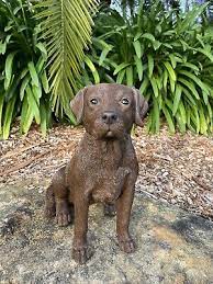 Labrador Sitting Dog Puppy Chocolate