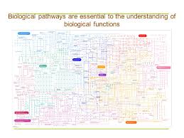 Biological Pathways Networks Ppt Video Online Download