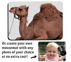 funny camel computer mousemat camels