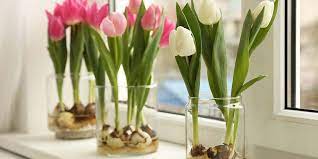 Grow Bulbs Indoors